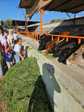 Load image into Gallery viewer, Green School trips - 100-200 students
