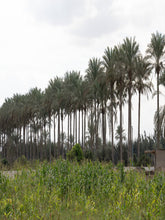 Load image into Gallery viewer, Saturday Breakfast - individual &amp; Table Bookings (pre booking needed)
