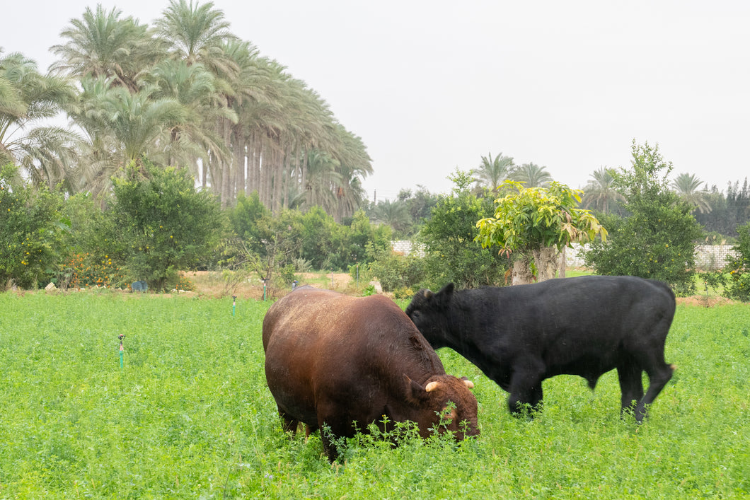 Live Bulls & charity meat