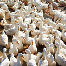 Load image into Gallery viewer, Whole French Duck Price بط 1.8 KG

