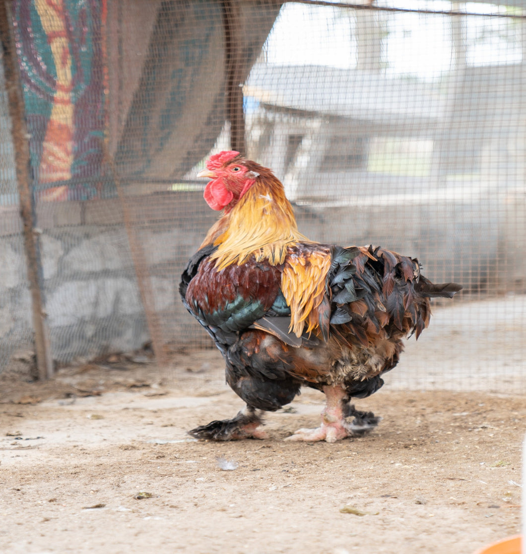 Balady Chicken